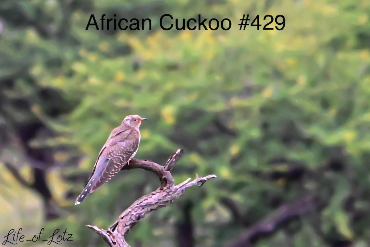 African Cuckoo - ML613116498