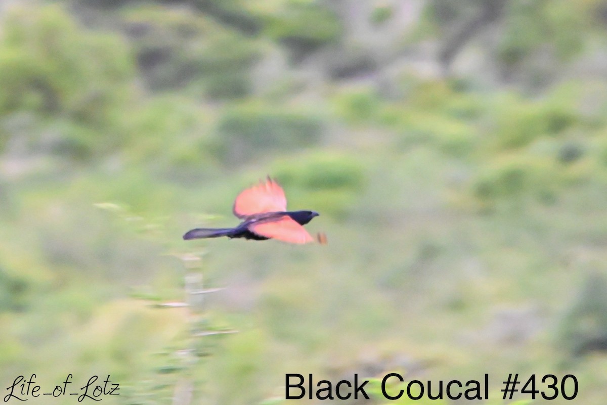 Black Coucal - ML613116500