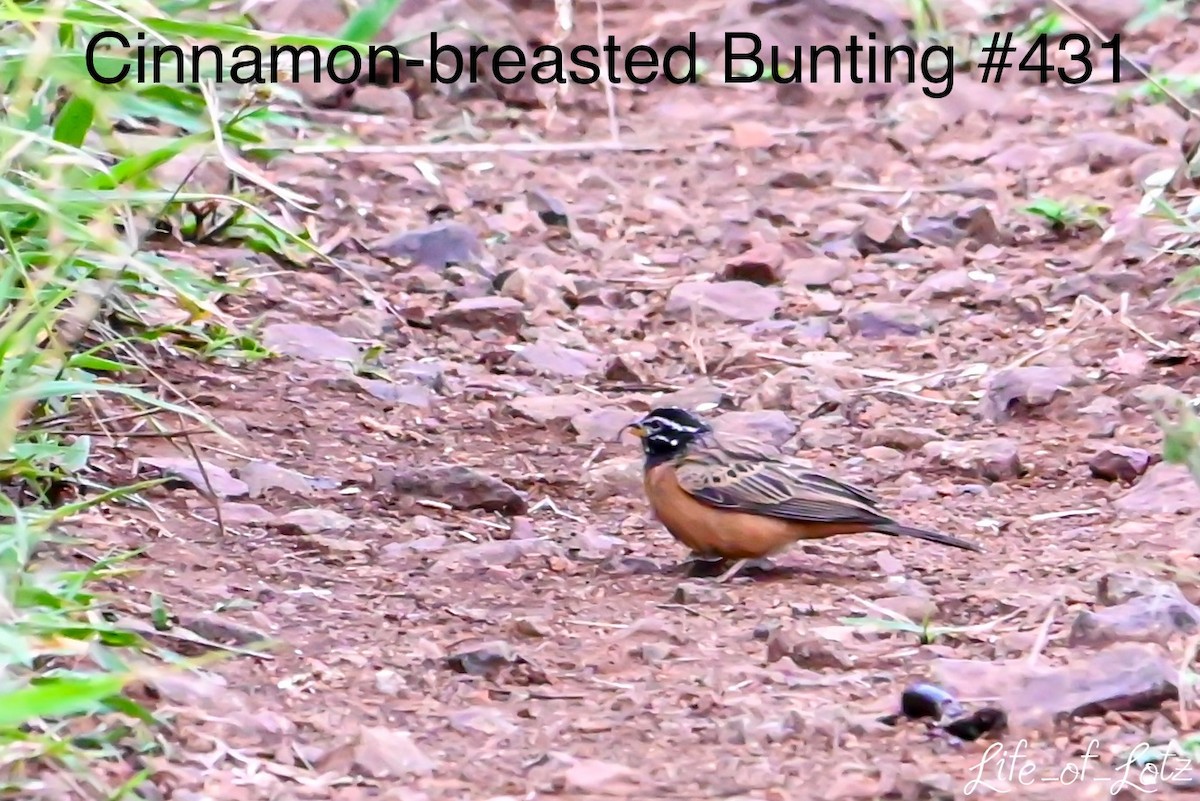 Cinnamon-breasted Bunting - ML613116502