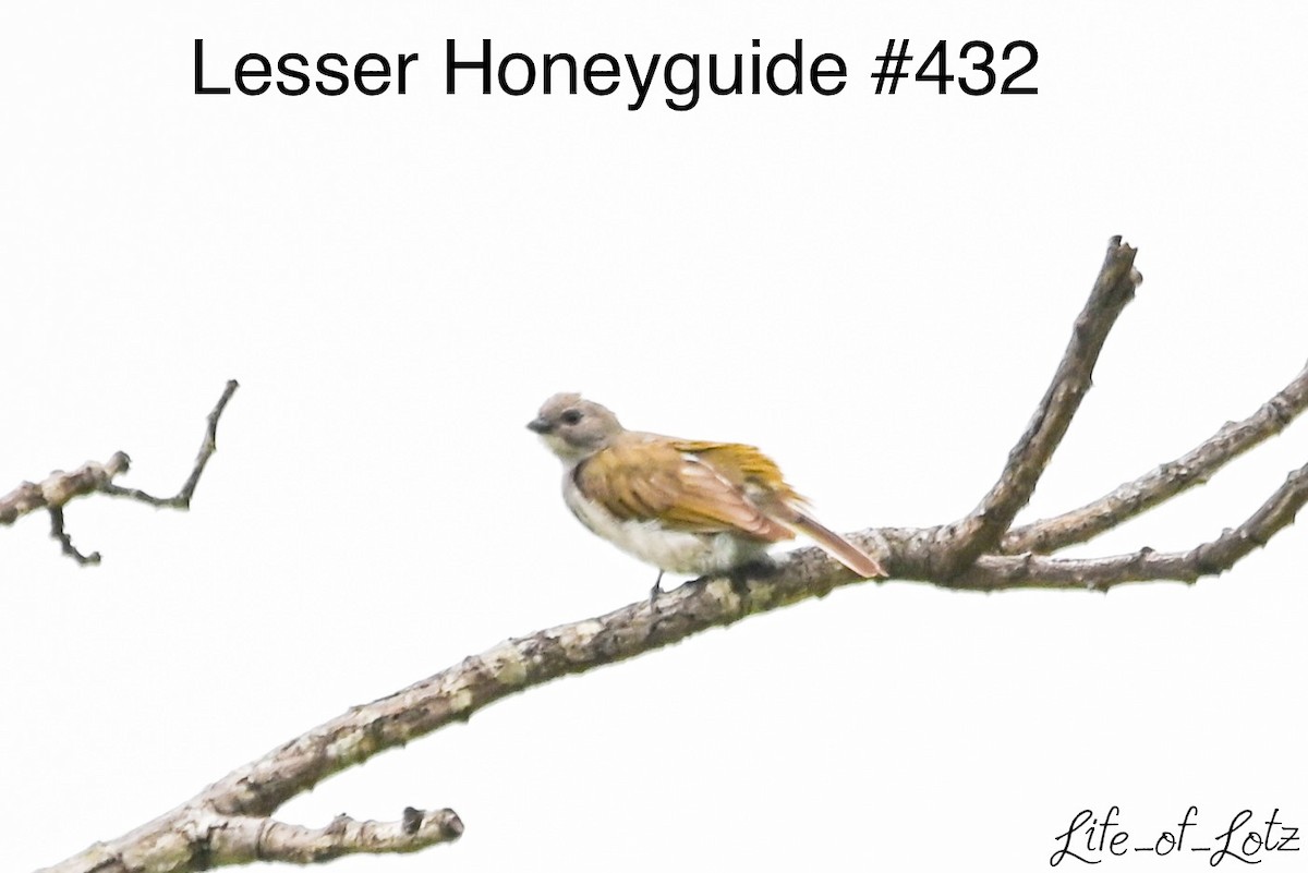 Lesser Honeyguide - ML613116549