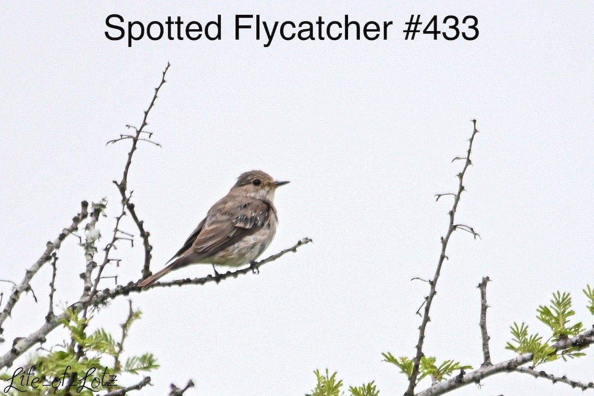 Spotted Flycatcher - ML613116551