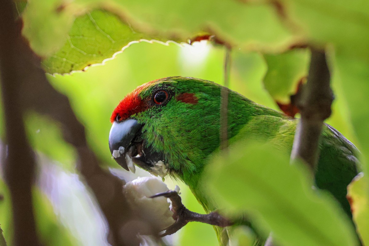 Norfolk Island Parakeet - Ethan Dean