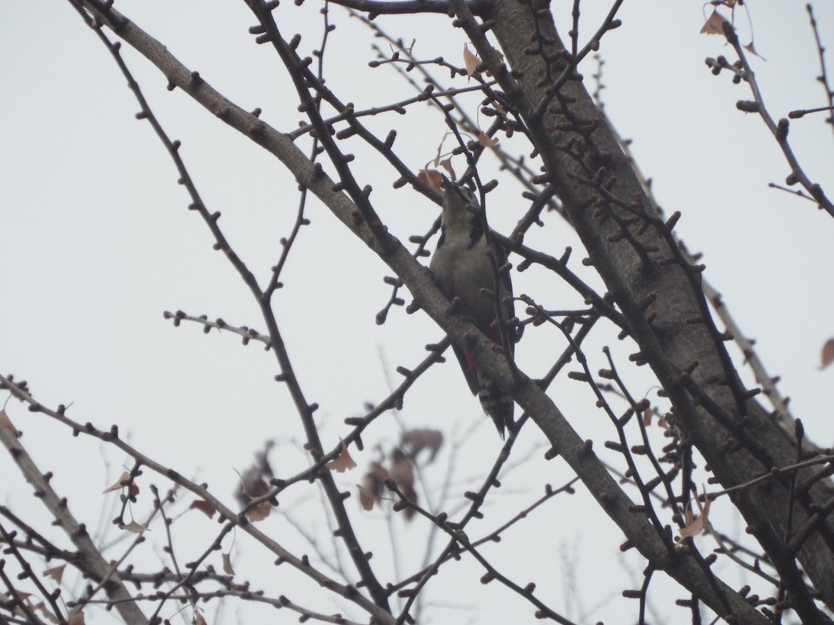 Great Spotted Woodpecker - ML613116636