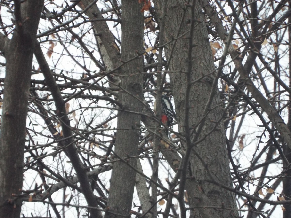 Great Spotted Woodpecker - ML613116637