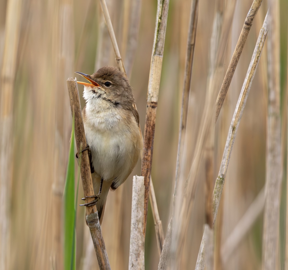 Common Reed Warbler (Common) - Tony Fothergill