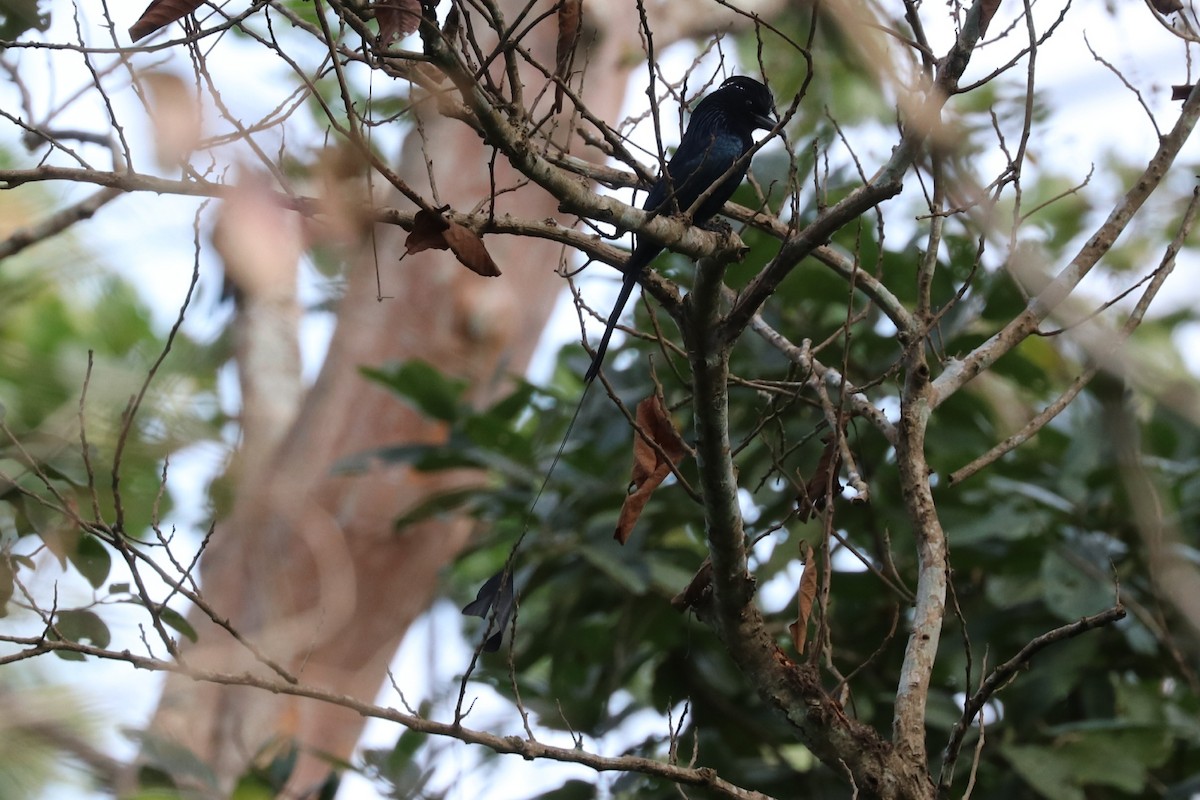 Greater Racket-tailed Drongo - ML613116998