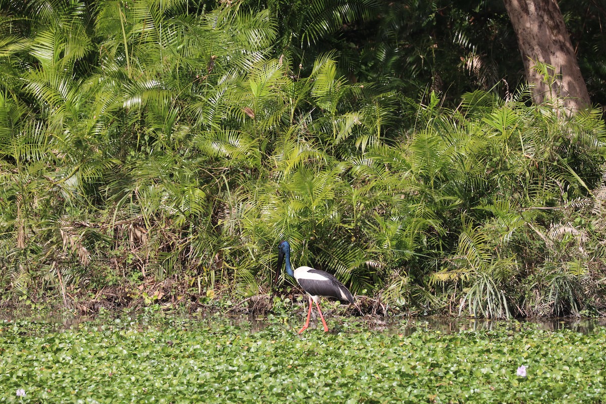 Black-necked Stork - ML613117141