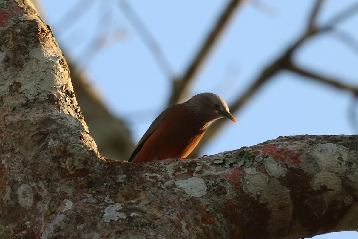 Chestnut-tailed Starling - ML613117153