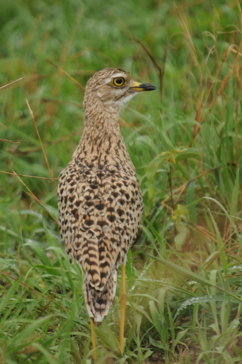 Spotted Thick-knee - ML613117233