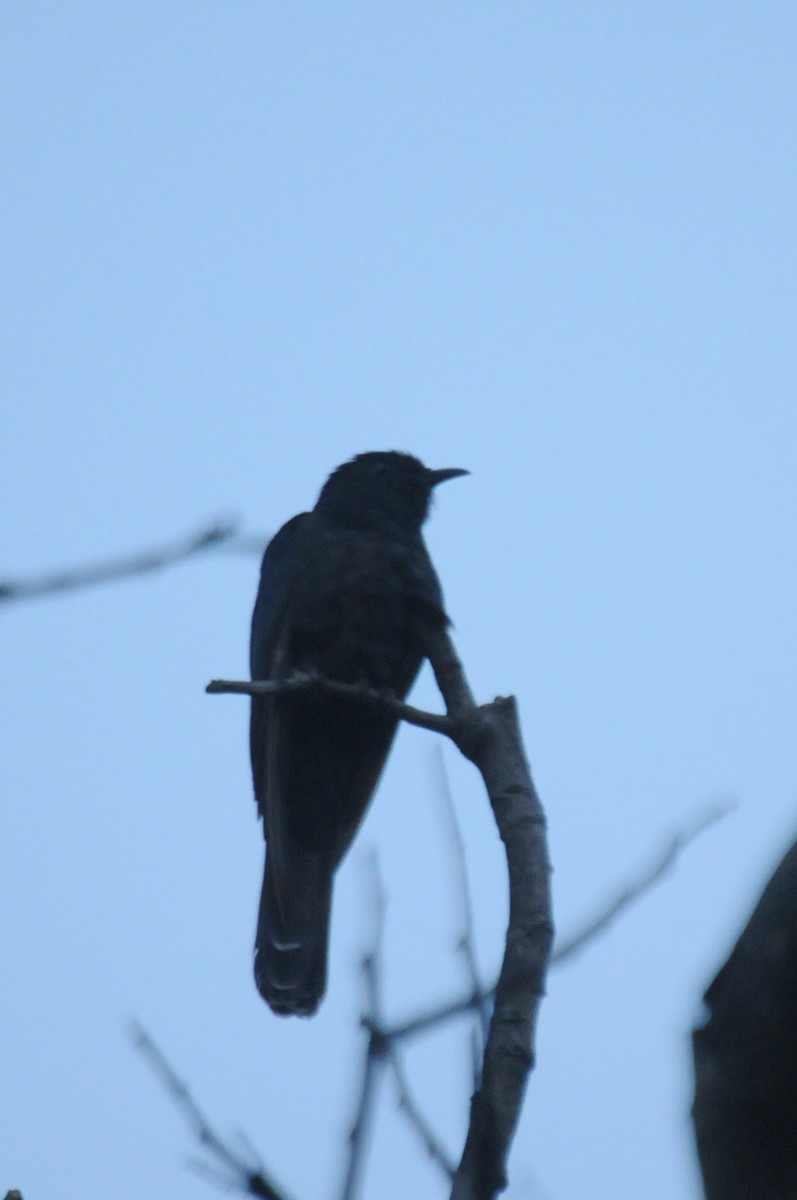 Black Cuckoo (Black) - ML613117244