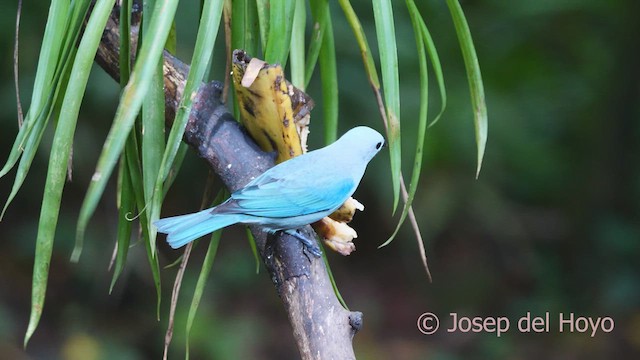 Blue-gray Tanager - ML613117299