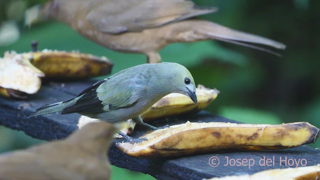 Palm Tanager - ML613117432