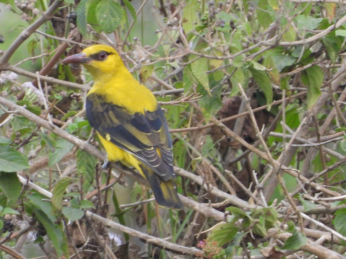 Indian Golden Oriole - ML613117445
