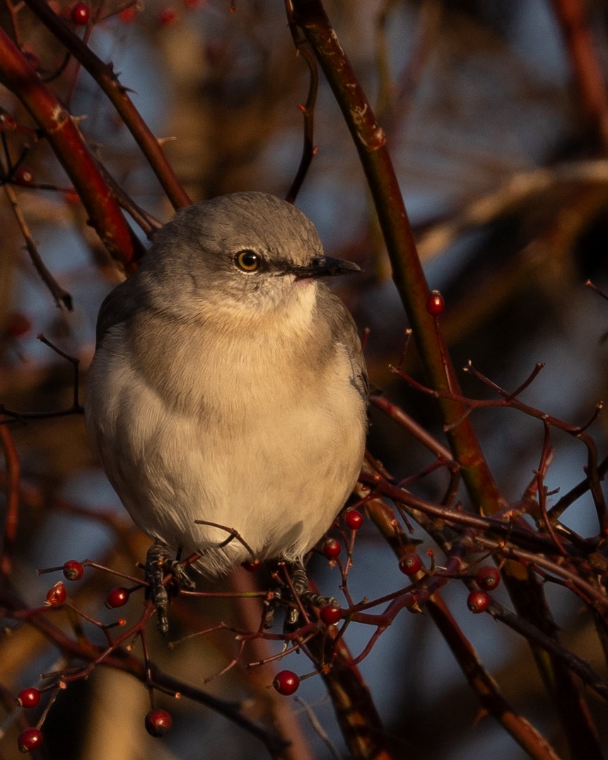 EBird Checklist 4 Jan 2024 Evans Park 4 Species   1200