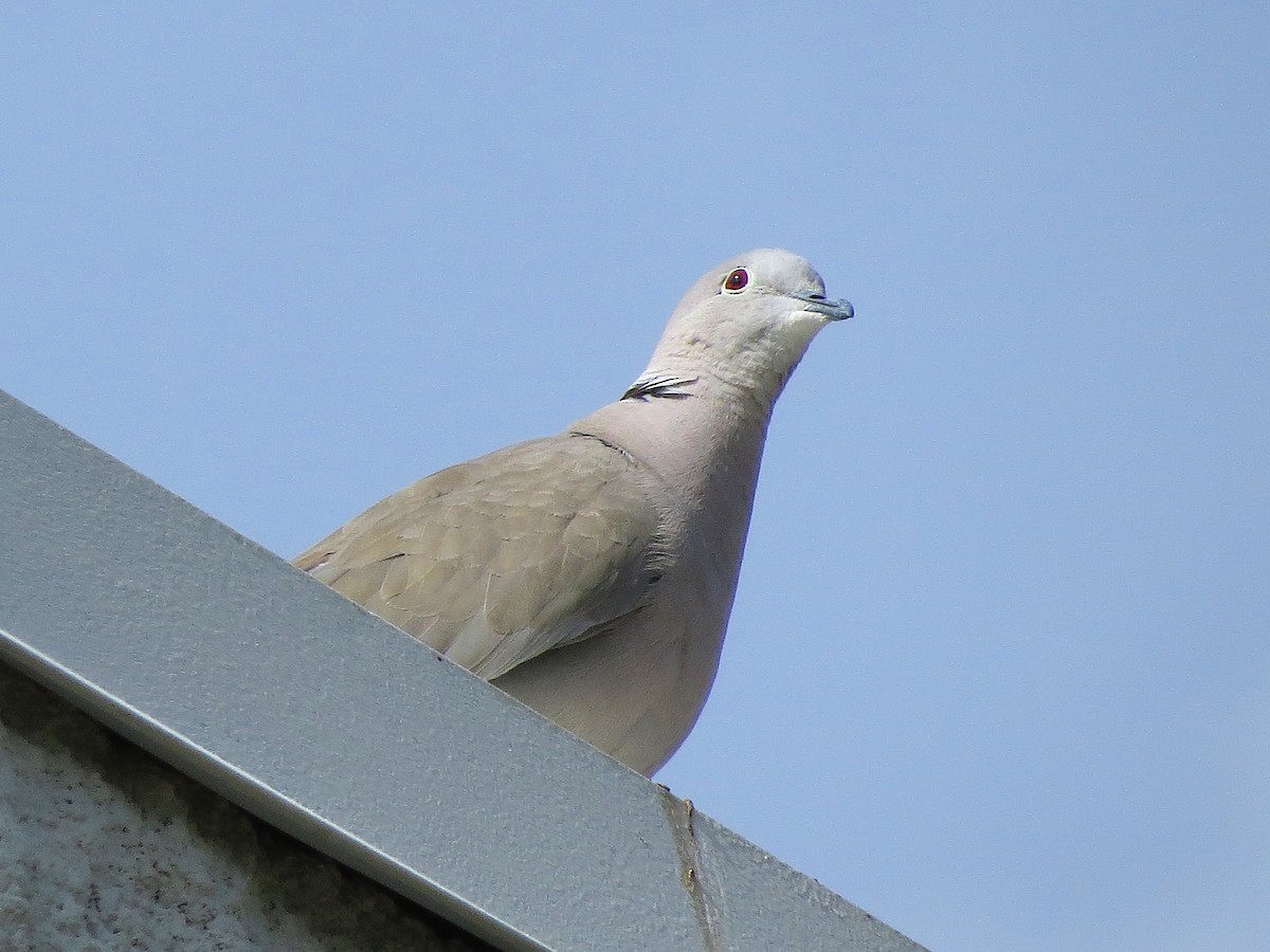 African Collared-Dove - ML61311801