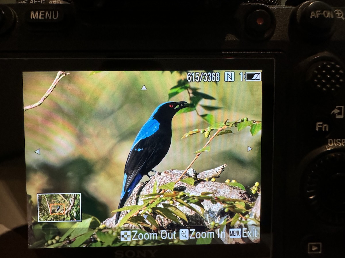 Asian Fairy-bluebird - ML613118628