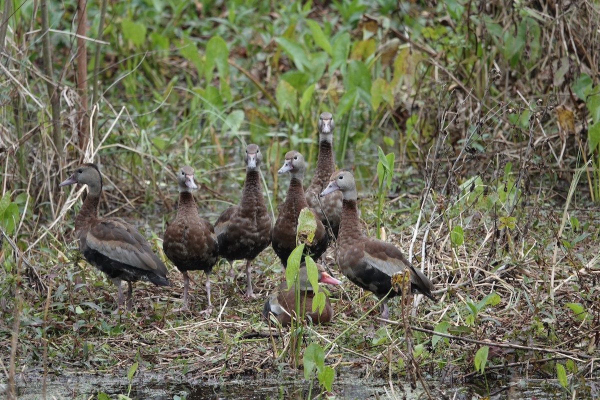 EBird Checklist 4 Jan 2024 Circle B Bar Reserve 47 Species   1200