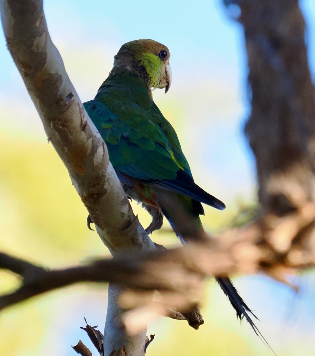 Red-capped Parrot - ML613118894