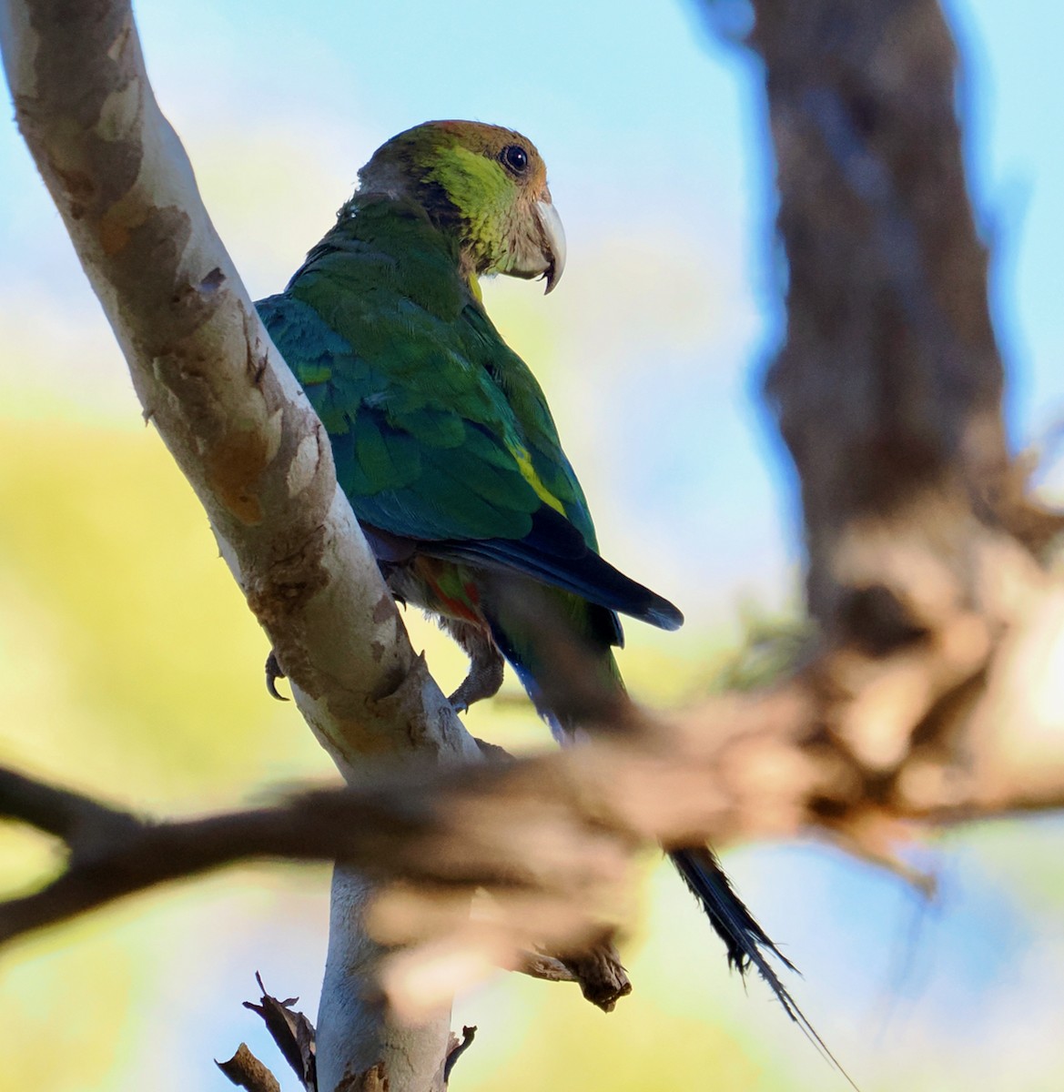 Red-capped Parrot - ML613118895