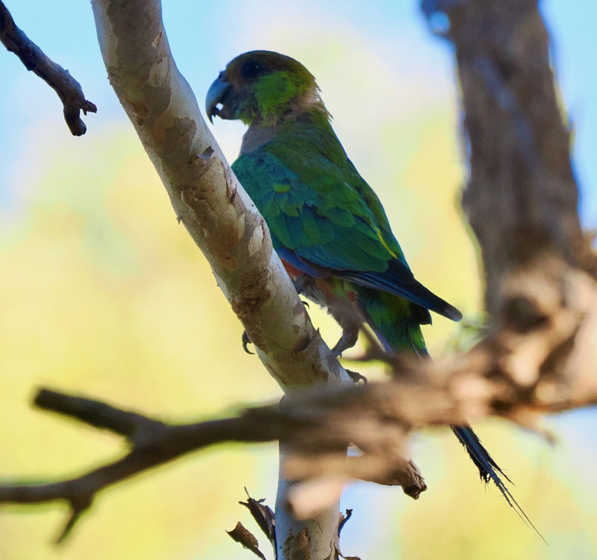 Red-capped Parrot - ML613118896