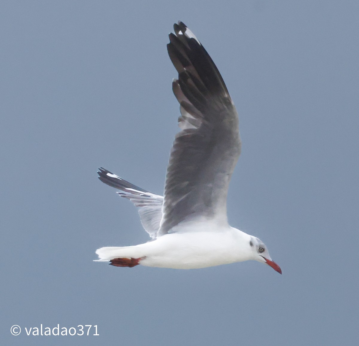 Gray-hooded Gull - Paulo Valadao