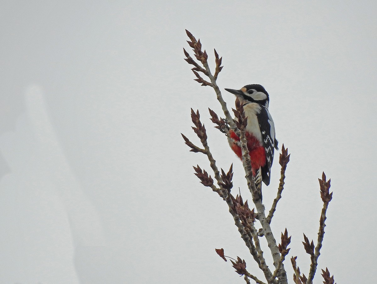 Great Spotted Woodpecker - ML613119155