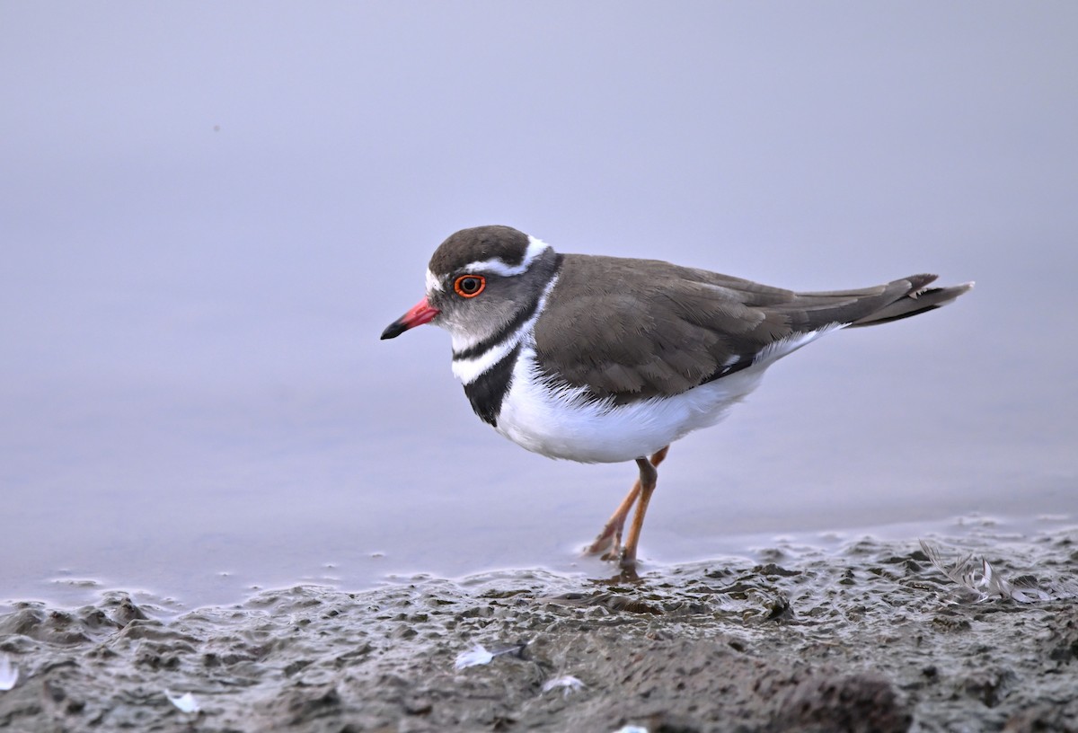 Three-banded Plover - ML613119375