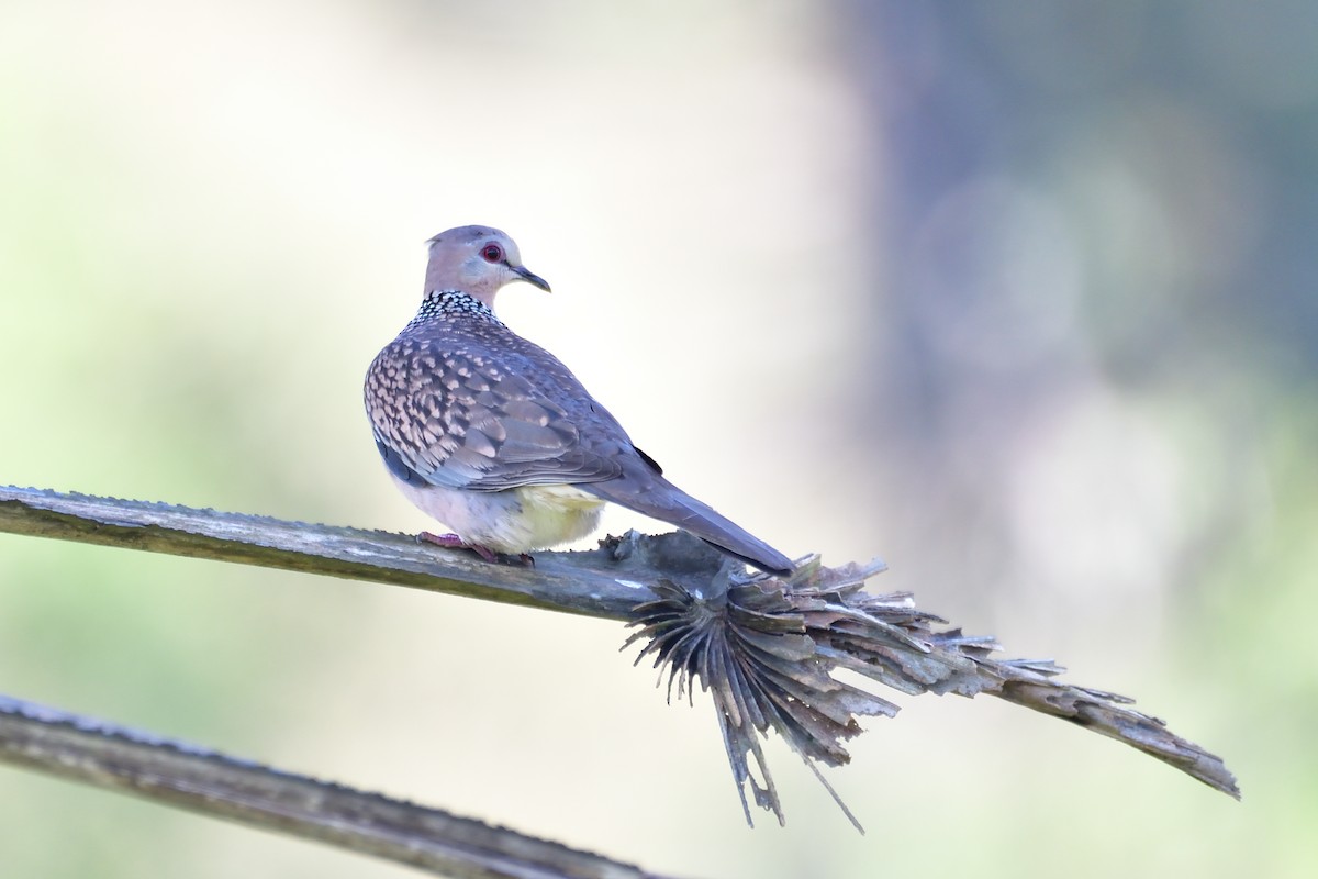 Spotted Dove - ML613119393