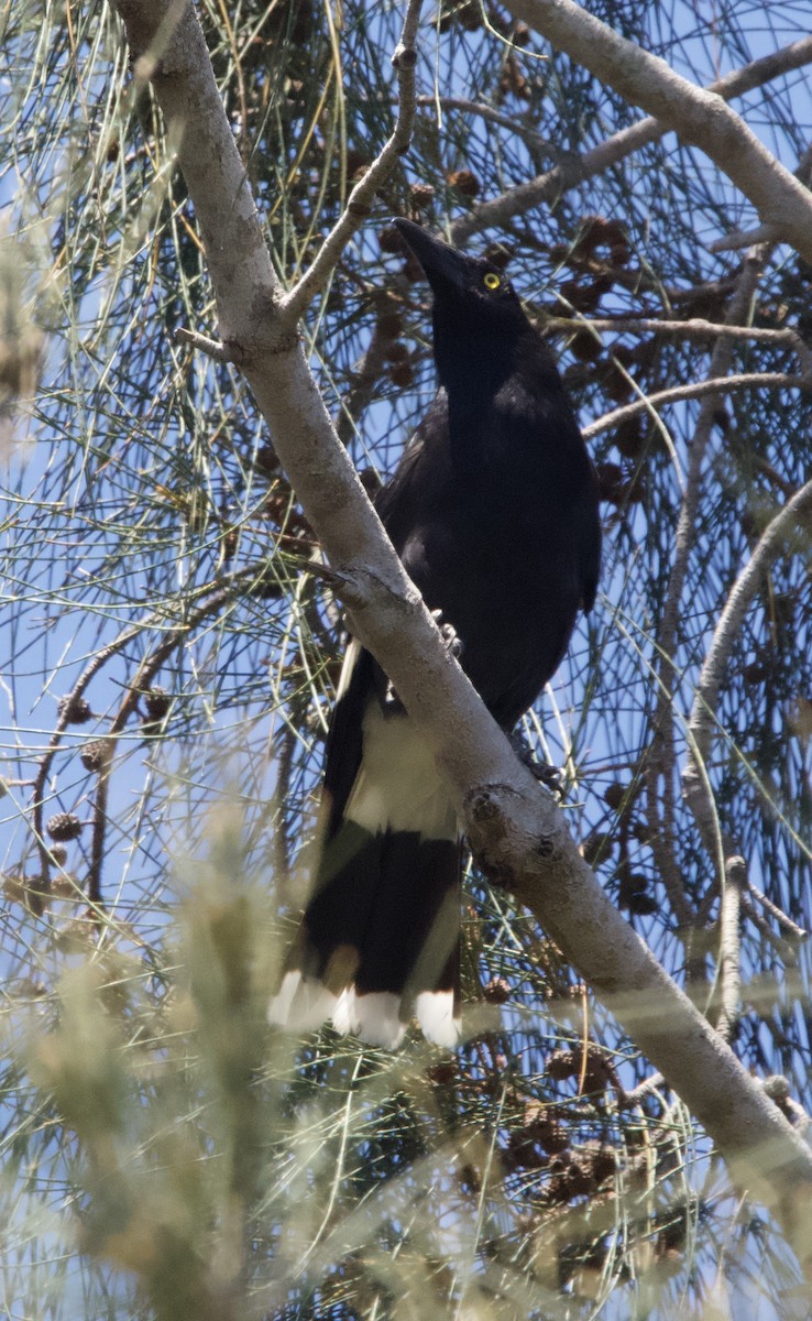Pied Currawong - ML613119504