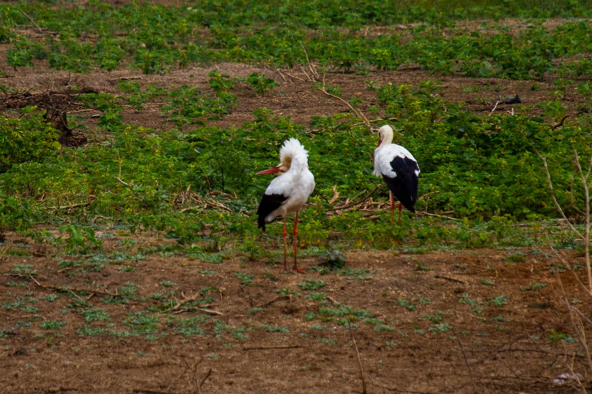 White Stork - ML613119512
