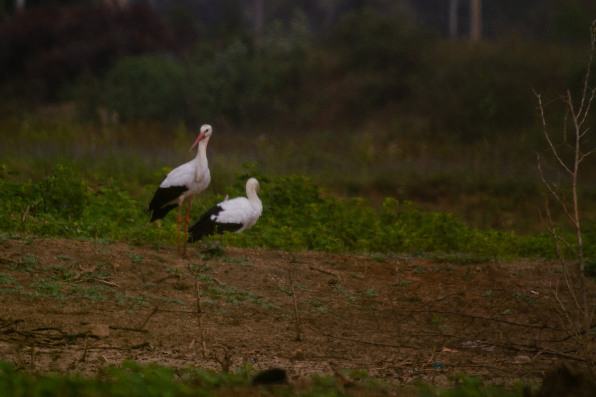 White Stork - ML613119513