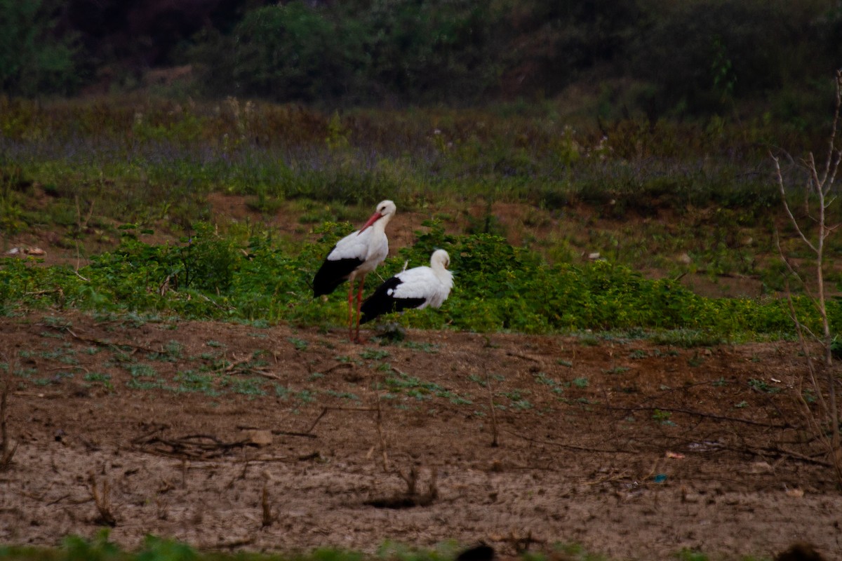White Stork - ML613119514