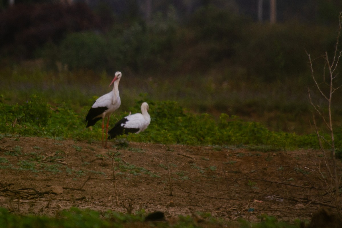 White Stork - ML613119516