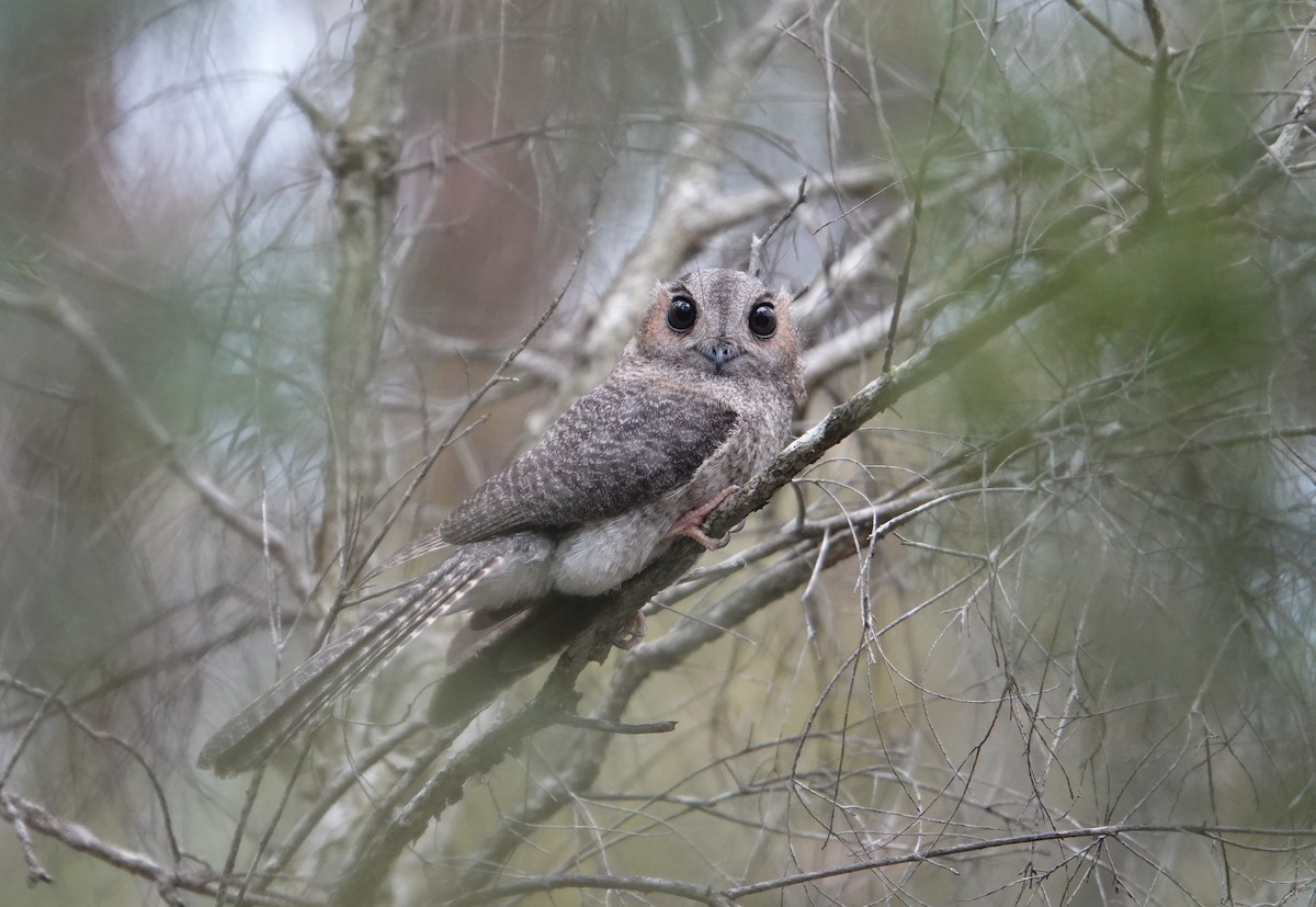 Australian Owlet-nightjar - ML613119520