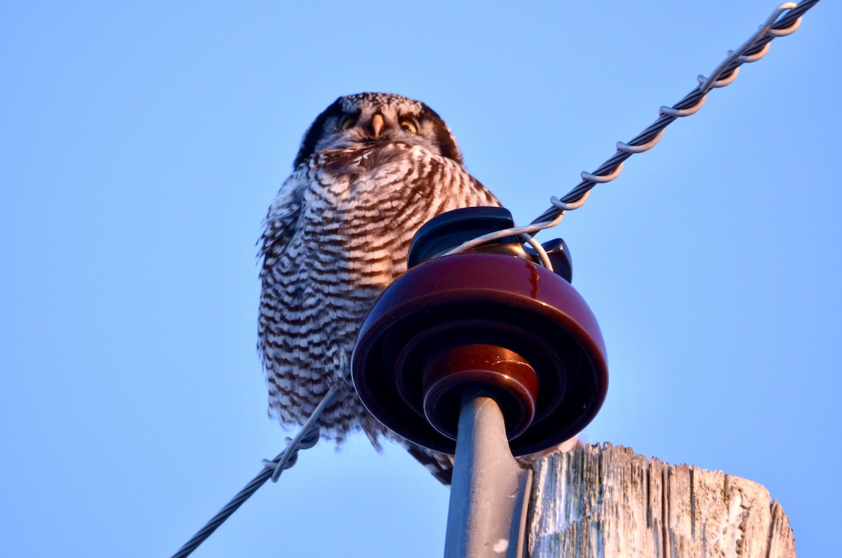 Northern Hawk Owl - ML613119899