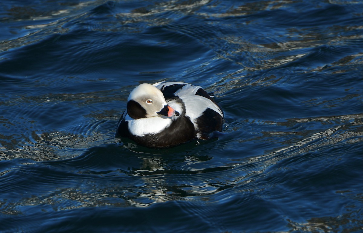 Long-tailed Duck - ML613120225
