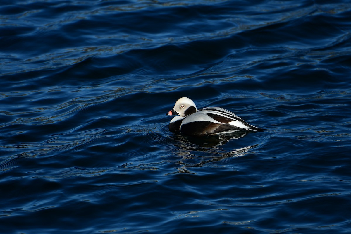 Long-tailed Duck - ML613120226