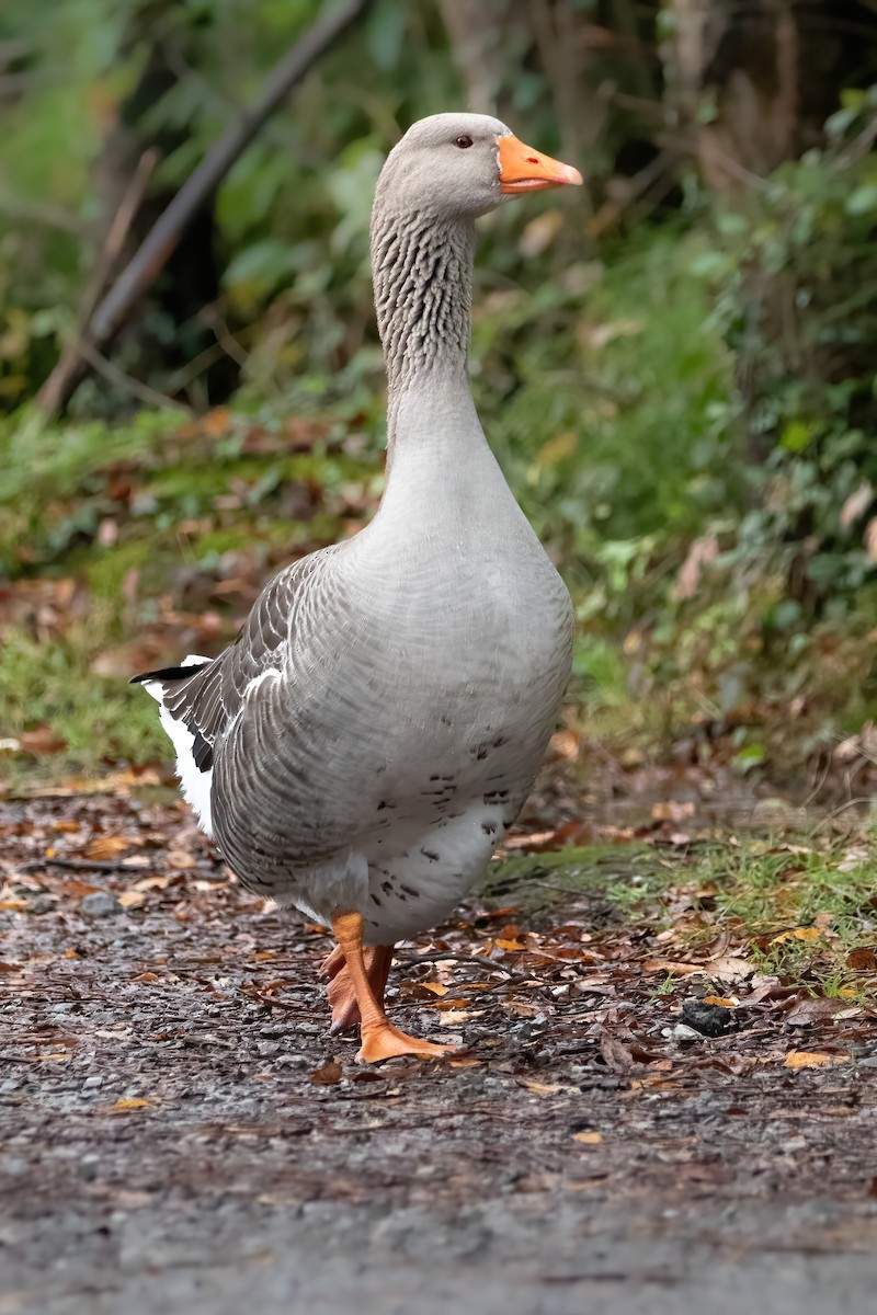 Graylag Goose (Domestic type) - ML613120556
