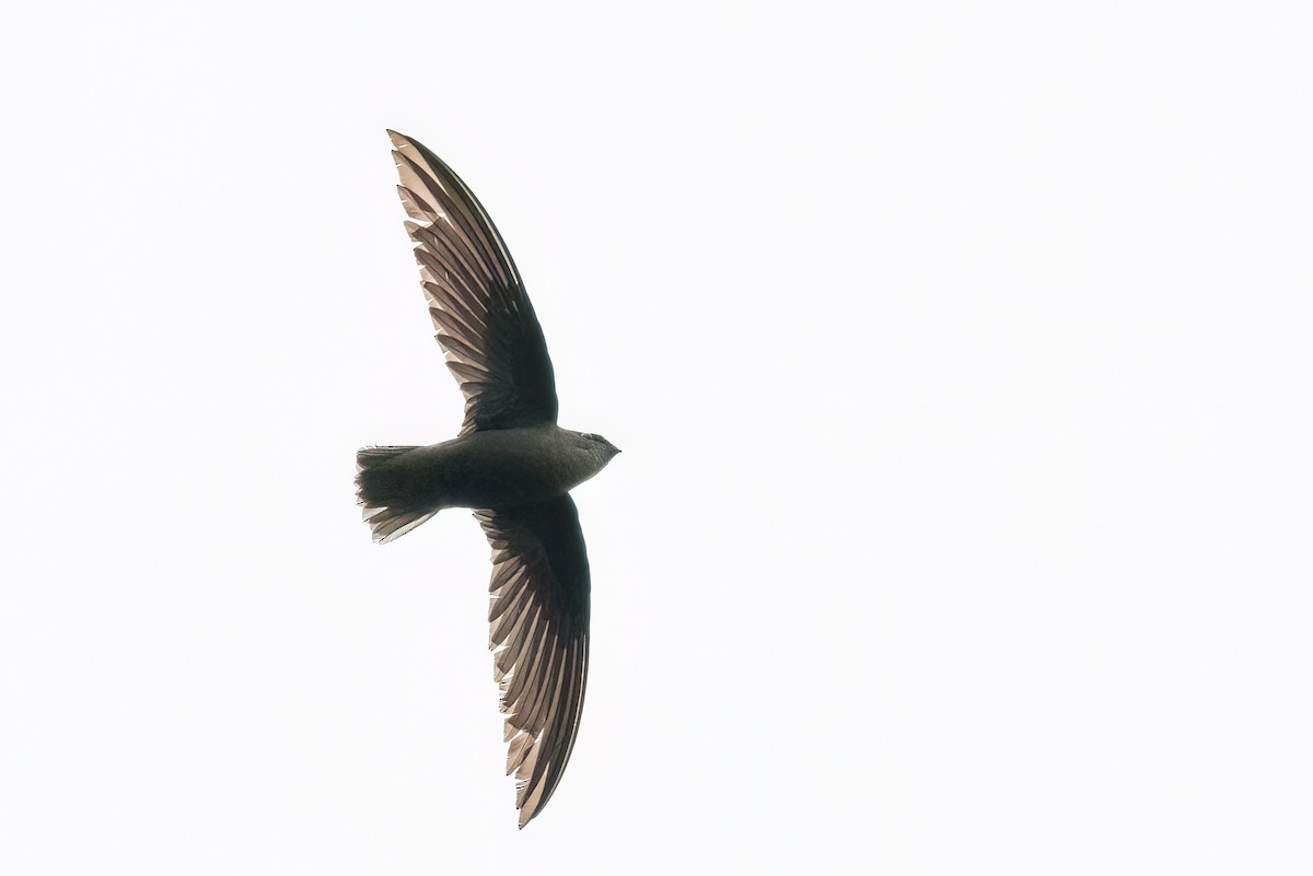 Sick's Swift - Marcos Eugênio Birding Guide