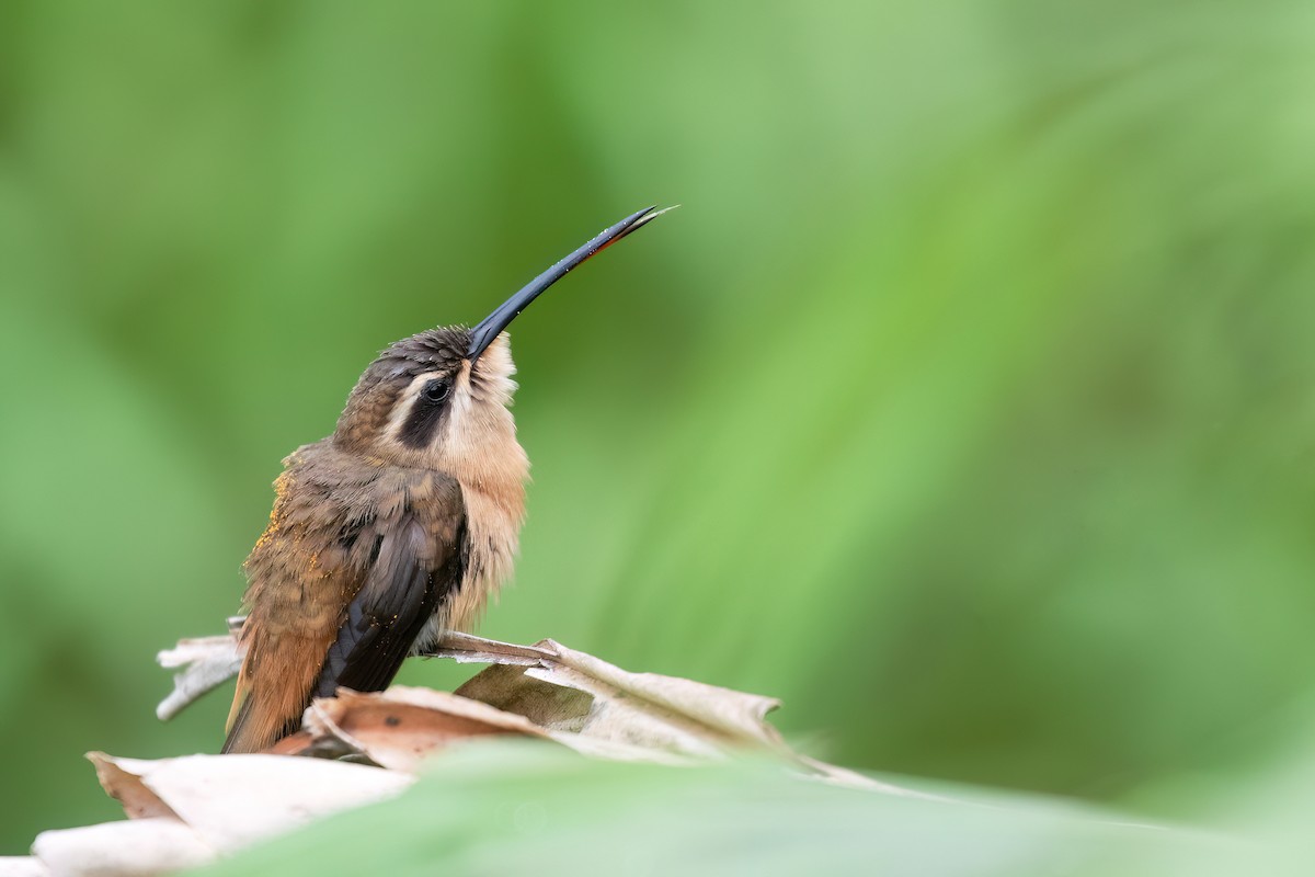kolibřík Pretreův - ML613120795
