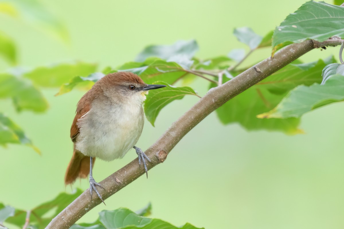 Yellow-chinned Spinetail - ML613120818