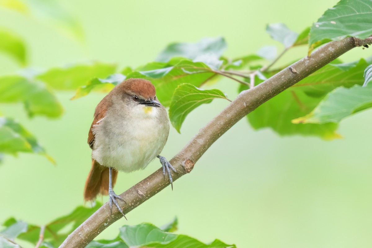 Yellow-chinned Spinetail - ML613120819