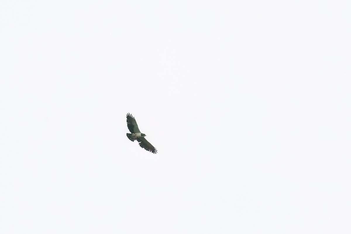 Short-tailed Hawk - Marcos Eugênio Birding Guide