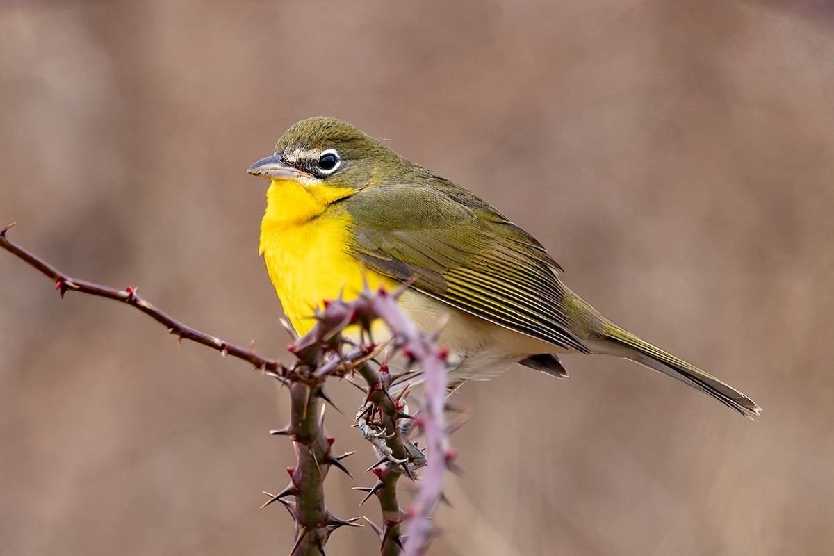 Yellow-breasted Chat - ML613121314