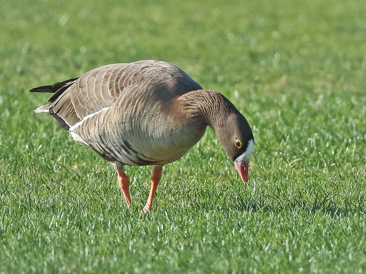 Lesser White-fronted Goose - ML613121330