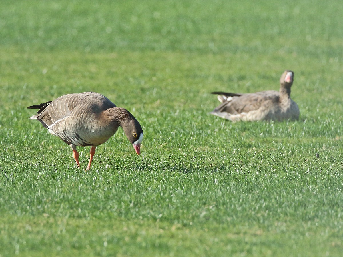 Lesser White-fronted Goose - ML613121331