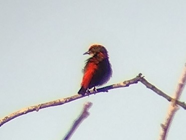 Scarlet-backed Flowerpecker - ML613121653