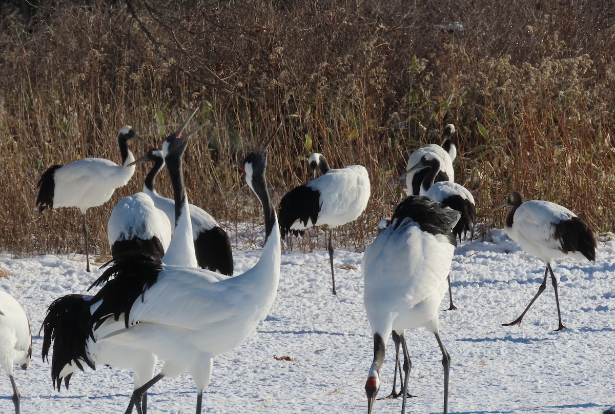 Red-crowned Crane - ML613121672