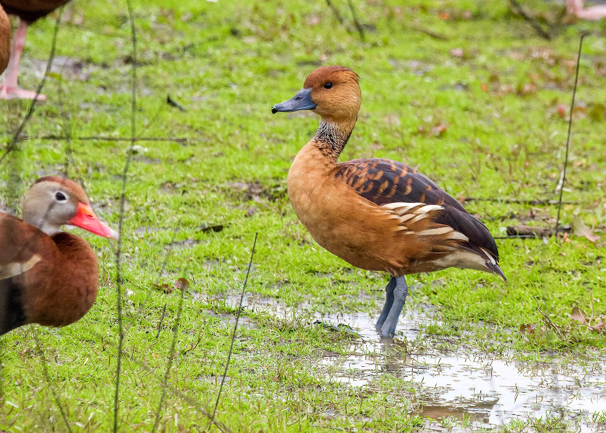 Fulvous Whistling-Duck - ML613121699