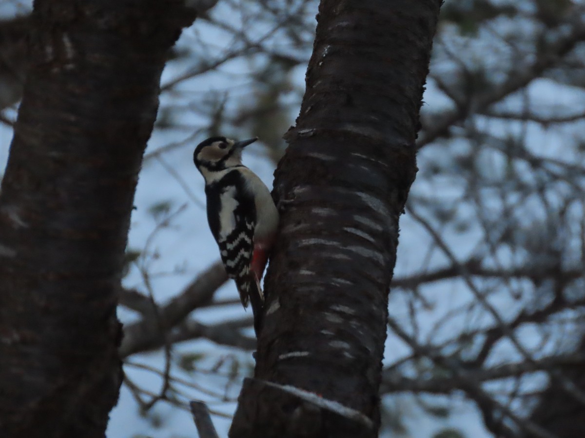Great Spotted Woodpecker (japonicus) - ML613121746